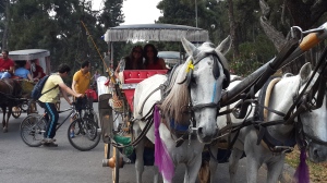 Horse carriage at Princess Islands